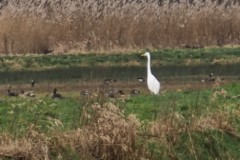 reiger#(20260227)b vogels