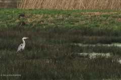 reiger#(20260227)a vogels