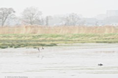 grutto#(20260307)a vogels