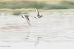 grutto#(20260307)aa vogels