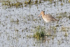 grutto#(20260309) vogels