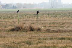 kraai#(20260309) vogels