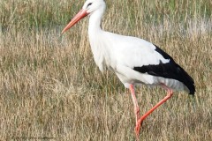 ooievaar#(20260309) vogels