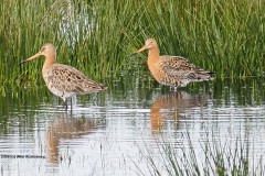 grutto#(20260316)a vogels