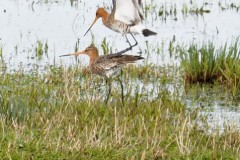 grutto#(20260316)b vogels