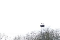 ooievaar#(20260316) vogels