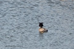 fuut#(20260318) vogels