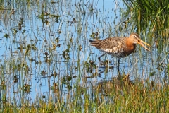 grutto#(20260401) vogels