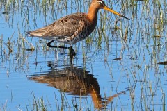 grutto#(20260401) vogels