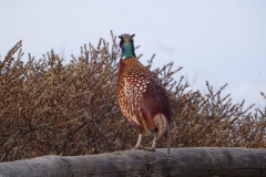 fazant#(20170410) vogels