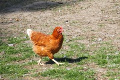 kip#(202504112)a vogels