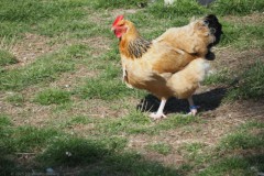 kip#(202504112)b vogels