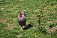 kip#(202504112)c vogels
