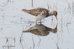 kemphaan#(20250419)a vogels