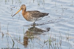 grutto#(20250419)a vogels