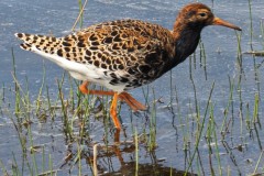 kemphaan#(20250419)b vogels