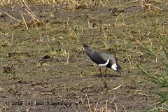 kievit#(20250419) vogels