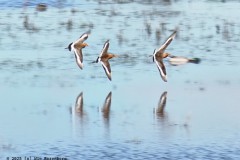 grutto#(20250419)b vogels