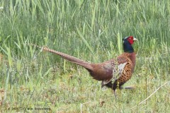 fazant#(20250425) vogels
