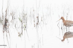 grutto#(20250425)a vogels