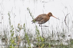 grutto#(20250425)b vogels