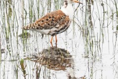 kemphaan#(20250425) vogels
