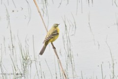 gele kwikstaaart#(20250425)a vogels