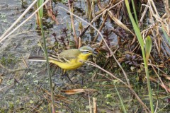gele kwikstaaart#(20250425)b vogels