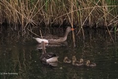 gans#(20260502) vogels