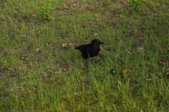kraai#(20260502) vogels