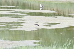 scholekster#(20250505)a vogels