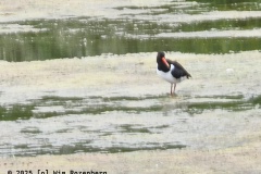 scholekster#(20250505)b vogels