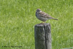 graspieper#(20250505) vogels