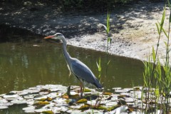 reiger#(20250510) vogels