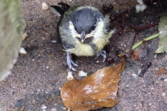 koolmees#(20140511) vogels