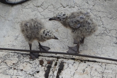 meeuw#(20160514)aa vogels