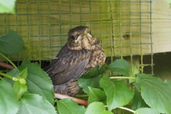 merel#(20160518) vogels