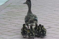 eend#(20180615)a vogels