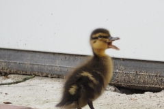 eend#(20180615)b vogels