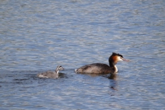 fuut#(20140622) vogels