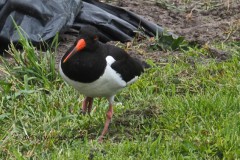 scholekster#(20250628) vogels