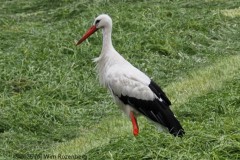 ooievaar#(20250628) vogels