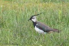 kievit#(20250628)a vogels