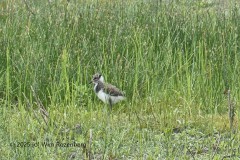 kievit#(20250628)b vogels