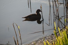 eend#(20250710)a vogels