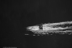 eend#(20250710)bzw vogels