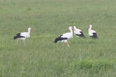 ooievaar#(20260810) vogels
