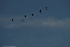 gans#(20250907) vogels