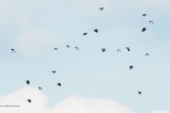 kievit#(20250928) vogels