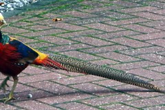 goudfazant#(20261022) vogels